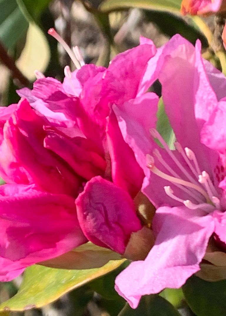 Rhododendronblüte